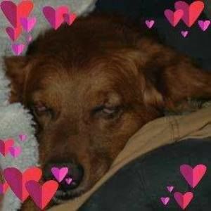 Meet your Posher, Laurie